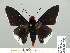  ( - HESP-EB 01 253)  @14 [ ] Copyright (2010) Unspecified Research Collection of Ernst Brockmann