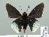  ( - HESP-EB 01 255)  @13 [ ] Copyright (2010) Unspecified Research Collection of Ernst Brockmann
