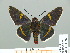  ( - HESP-EB 01 263)  @13 [ ] Copyright (2010) Unspecified Research Collection of Ernst Brockmann