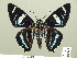  ( - HESP-EB 01 283)  @11 [ ] Copyright (2010) Unspecified Research Collection of Ernst Brockmann