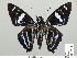  ( - HESP-EB 01 284)  @14 [ ] Copyright (2010) Unspecified Research Collection of Ernst Brockmann