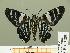  ( - HESP-EB 01 288)  @13 [ ] Copyright (2010) Unspecified Research Collection of Ernst Brockmann