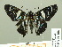  ( - HESP-EB 01 288)  @14 [ ] Copyright (2010) Unspecified Research Collection of Ernst Brockmann