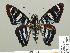  (Elbella rondonia - HESP-EB 01 289)  @14 [ ] Copyright (2010) Unspecified Research Collection of Ernst Brockmann