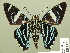  ( - HESP-EB 01 291)  @14 [ ] Copyright (2010) Unspecified Research Collection of Ernst Brockmann