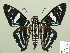  (Elbella patrobas - HESP-EB 01 291)  @14 [ ] Copyright (2010) Unspecified Research Collection of Ernst Brockmann
