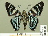  ( - HESP-EB 01 296)  @13 [ ] Copyright (2010) Unspecified Research Collection of Ernst Brockmann