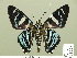  ( - HESP-EB 01 297)  @13 [ ] Copyright (2010) Unspecified Research Collection of Ernst Brockmann