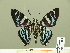  ( - HESP-EB 01 300)  @11 [ ] Copyright (2010) Unspecified Research Collection of Ernst Brockmann