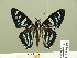  ( - HESP-EB 01 300)  @11 [ ] Copyright (2010) Unspecified Research Collection of Ernst Brockmann