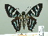  ( - HESP-EB 01 307)  @11 [ ] Copyright (2010) Unspecified Research Collection of Ernst Brockmann