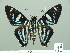  (Elbella blue - HESP-EB 01 308)  @15 [ ] Copyright (2010) Unspecified Research Collection of Ernst Brockmann