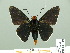  ( - HESP-EB 01 310)  @13 [ ] Copyright (2010) Unspecified Research Collection of Ernst Brockmann