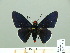  ( - HESP-EB 01 314)  @12 [ ] Copyright (2010) Unspecified Research Collection of Ernst Brockmann