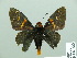 ( - HESP-EB 14 020)  @14 [ ] Copyright (2010) Unspecified Research Collection of Ernst Brockmann