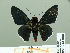  ( - HESP-EB 14 086)  @11 [ ] Copyright (2010) Unspecified Research Collection of Ernst Brockmann