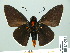  ( - HESP-EB 14 091)  @11 [ ] Copyright (2010) Unspecified Research Collection of Ernst Brockmann