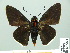  ( - HESP-EB 14 094)  @11 [ ] Copyright (2010) Unspecified Research Collection of Ernst Brockmann