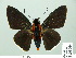  ( - HESP-EB 14 094)  @11 [ ] Copyright (2010) Unspecified Research Collection of Ernst Brockmann