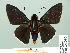  ( - HESP-EB 14 095)  @14 [ ] Copyright (2010) Unspecified Research Collection of Ernst Brockmann