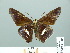  ( - HESP-EB 01 413)  @13 [ ] Copyright (2010) Unspecified Research Collection of Ernst Brockmann