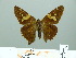  ( - HESP-EB 01 414)  @13 [ ] Copyright (2010) Unspecified Research Collection of Ernst Brockmann