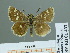  (Spialia osthelderi - HESP-EB 01 437)  @14 [ ] Copyright (2010) Unspecified Research Collection of Ernst Brockmann