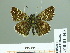  ( - HESP-EB 01 443)  @12 [ ] Copyright (2010) Unspecified Research Collection of Ernst Brockmann