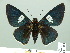  (Gunayan rubricollis - HESP-EB 01 529)  @15 [ ] Copyright (2010) Unspecified Research Collection of Ernst Brockmann