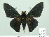  (Elbella intersecta - HESP-EB 01 543)  @15 [ ] Copyright (2010) Unspecified Research Collection of Ernst Brockmann