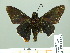  (Ochropyge - HESP-EB 01 551)  @11 [ ] Copyright (2010) Unspecified Research Collection of Ernst Brockmann