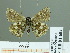  ( - HESP-EB 01604)  @12 [ ] Copyright (2010) Ernst Brockmann Research Collection of Ernst Brockmann