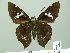  ( - HESP-EB 01626)  @14 [ ] Copyright (2010) Ernst Brockmann Research Collection of Ernst Brockmann