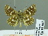  (Spialia nov. sp - HESP-EB 01847)  @14 [ ] Copyright (2010) Ernst Brockmann Research Collection of Ernst Brockmann