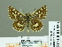  ( - HESP-EB 01850)  @13 [ ] Copyright (2010) Ernst Brockmann Research Collection of Ernst Brockmann