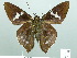  ( - HESP-EB 01868)  @14 [ ] Copyright (2010) Ernst Brockmann Research Collection of Ernst Brockmann