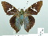  ( - HESP-EB 01868)  @14 [ ] Copyright (2010) Ernst Brockmann Research Collection of Ernst Brockmann