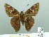  ( - HESP-EB 01870)  @14 [ ] Copyright (2010) Ernst Brockmann Research Collection of Ernst Brockmann