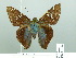  ( - HESP-EB 01870)  @14 [ ] Copyright (2010) Ernst Brockmann Research Collection of Ernst Brockmann