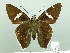  ( - HESP-EB 01879)  @14 [ ] Copyright (2010) Ernst Brockmann Research Collection of Ernst Brockmann