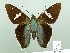  ( - HESP-EB 01879)  @14 [ ] Copyright (2010) Ernst Brockmann Research Collection of Ernst Brockmann
