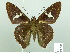  ( - HESP-EB 01880)  @14 [ ] Copyright (2010) Ernst Brockmann Research Collection of Ernst Brockmann