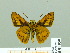  ( - HESP-EB 01950)  @14 [ ] Copyright (2010) Ernst Brockmann Research Collection of Ernst Brockmann