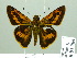  ( - HESP-EB 01964)  @14 [ ] Copyright (2010) Ernst Brockmann Research Collection of Ernst Brockmann