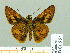  ( - HESP-EB 01967)  @14 [ ] Copyright (2010) Ernst Brockmann Research Collection of Ernst Brockmann