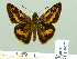  ( - HESP-EB 01967)  @14 [ ] Copyright (2010) Ernst Brockmann Research Collection of Ernst Brockmann