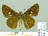  (Caltoris malaya - HESP-EB 01977)  @14 [ ] Copyright (2010) Ernst Brockmann Research Collection of Ernst Brockmann