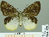  ( - HESP-EB 01979)  @14 [ ] Copyright (2010) Ernst Brockmann Research Collection of Ernst Brockmann