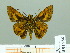  ( - HESP-EB 01986)  @14 [ ] Copyright (2010) Ernst Brockmann Research Collection of Ernst Brockmann