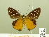  ( - HESP-EB 00 882)  @11 [ ] Copyright (2010) Unspecified Research Collection of Ernst Brockmann